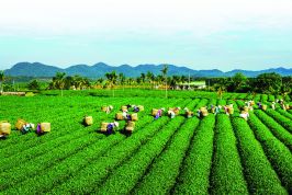 PGI: Động lực phát triển kinh tế xanh ở Lâm Đồng